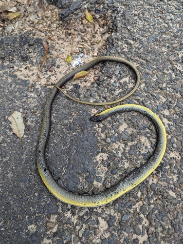 Common Tree Snake sighting