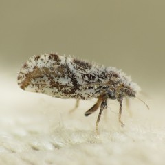 Aphalaroida spinifera