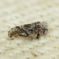 Aphalaroida spinifera