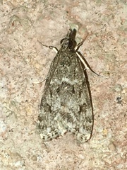 Scoparia basalis