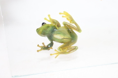 Boana cinerascens