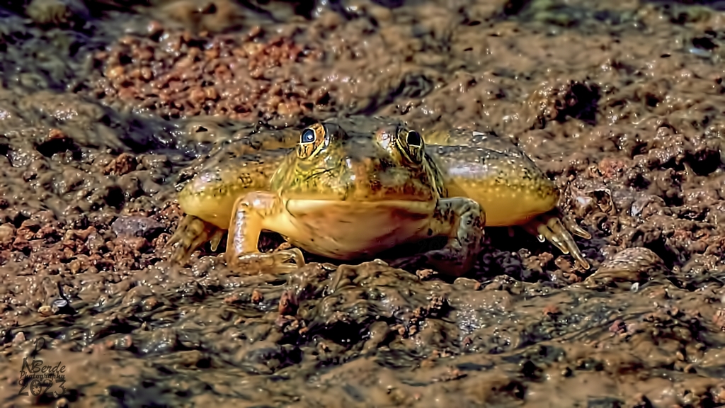 Jaladhara Skittering Frog (Euphlyctis jaladhara)