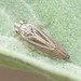Graphocephala severini - Photo (c) C. Mallory, some rights reserved (CC BY-NC), uploaded by C. Mallory