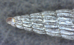 Turbonilla raymondi