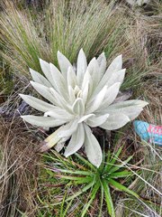 Espeletia pycnophylla