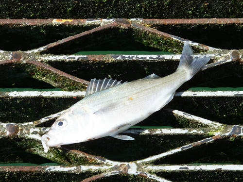 Cabinza grunt (Isacia conceptionis) — Haemulidae — 4