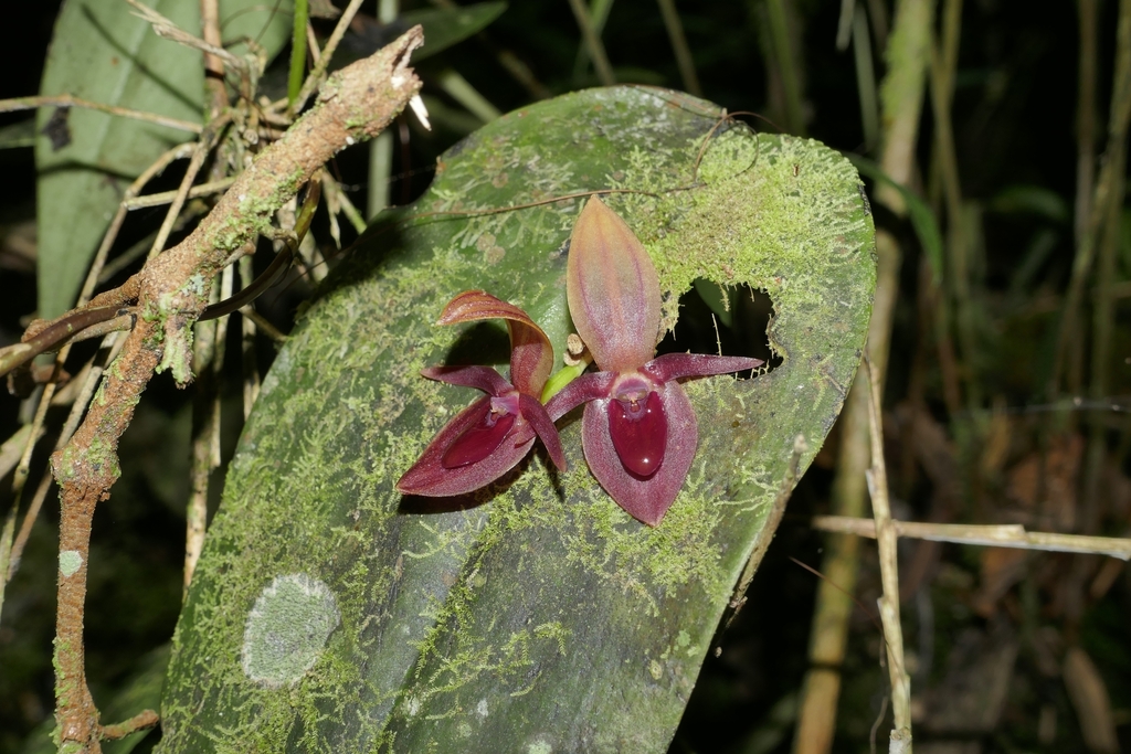 Pleurothallis canidentis