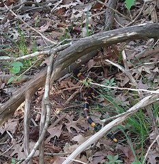 Micrurus tener tener