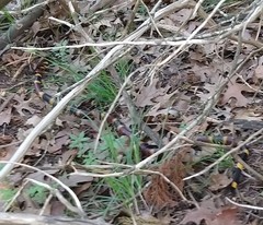 Micrurus tener tener