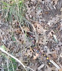 Micrurus tener tener