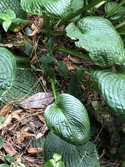 Hosta