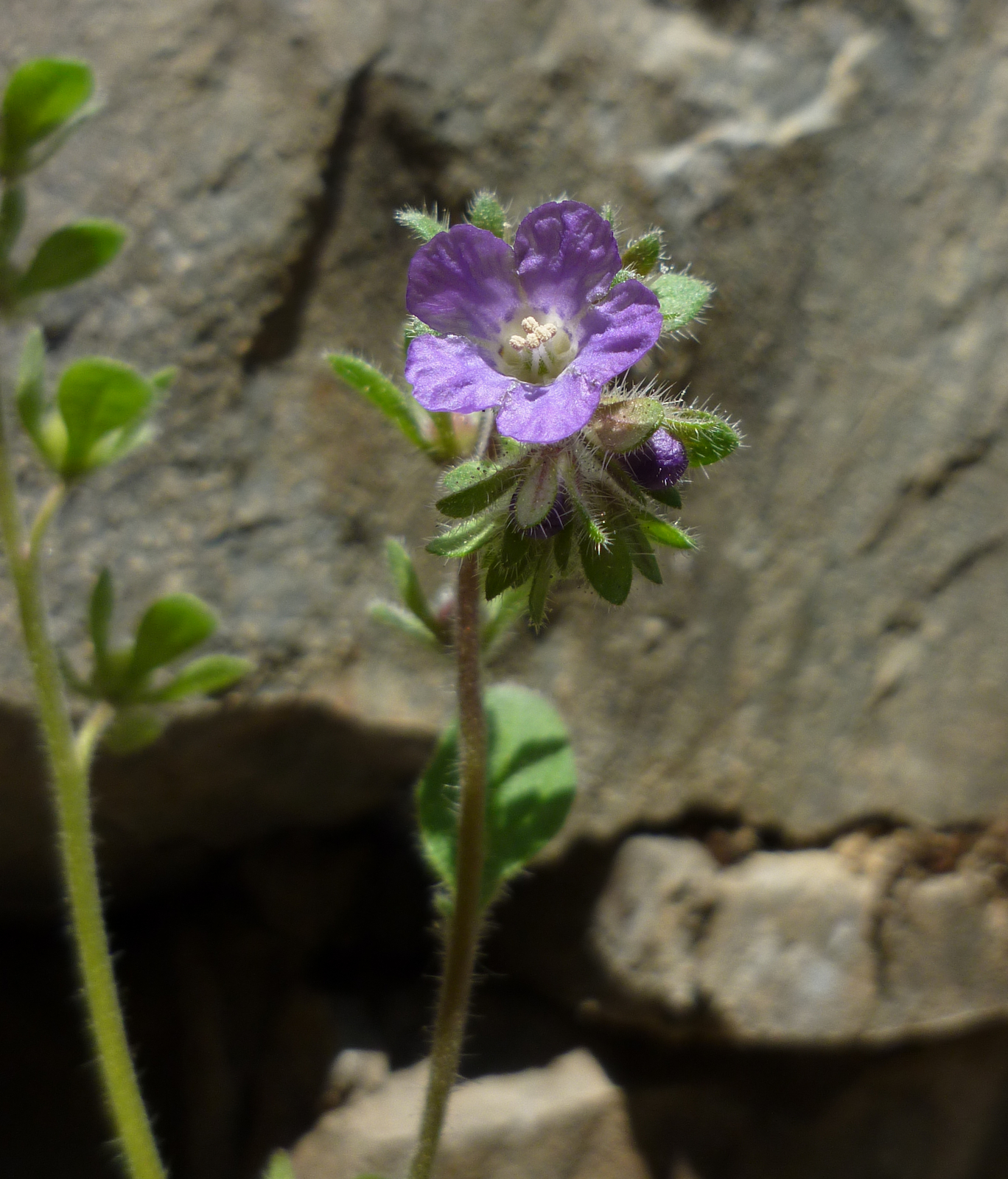 Phacelia vallicola