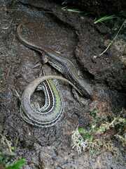 Bibron's Whiptail photo 4