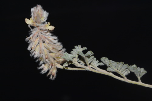 Image of Dalea neomexicana by (c) Brian Finzel, some rights reserved (CC BY-SA)