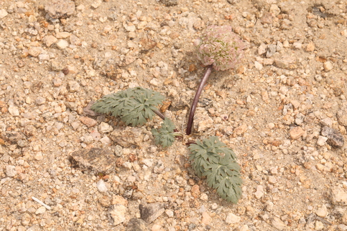 Image of Cymopterus globosus by (c) Steve Matson, some rights reserved (CC BY)