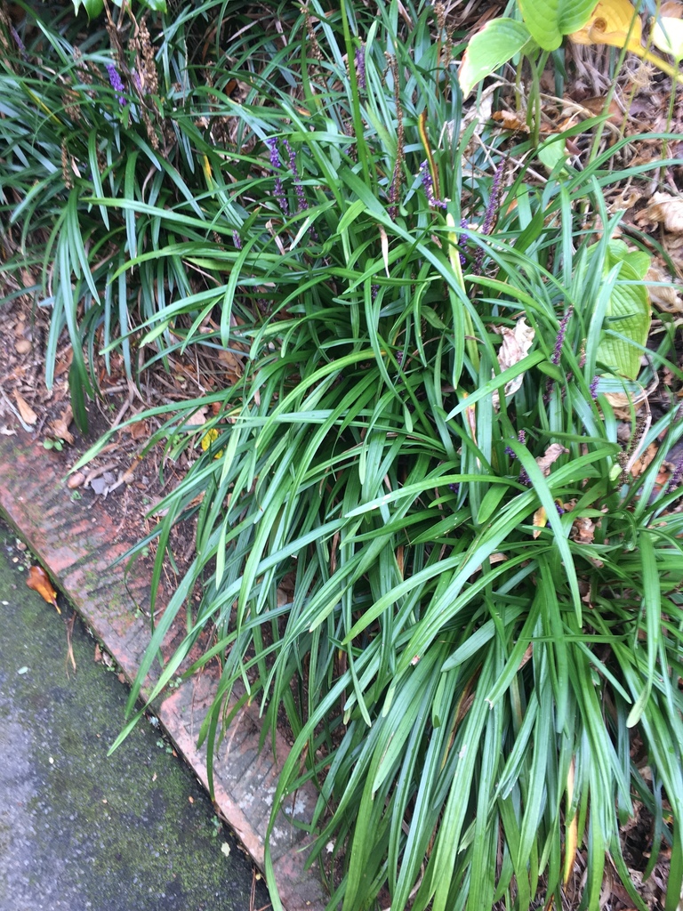 Liriope from Wellington Botanic Garden, Kelburn, Wellington, NZ on ...