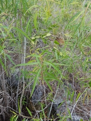 Salix caroliniana