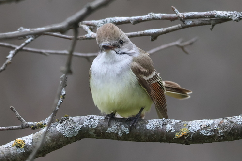 Ash-throated Flycatcher, Middlebury, VT 05753, USA, photo 10 of 10