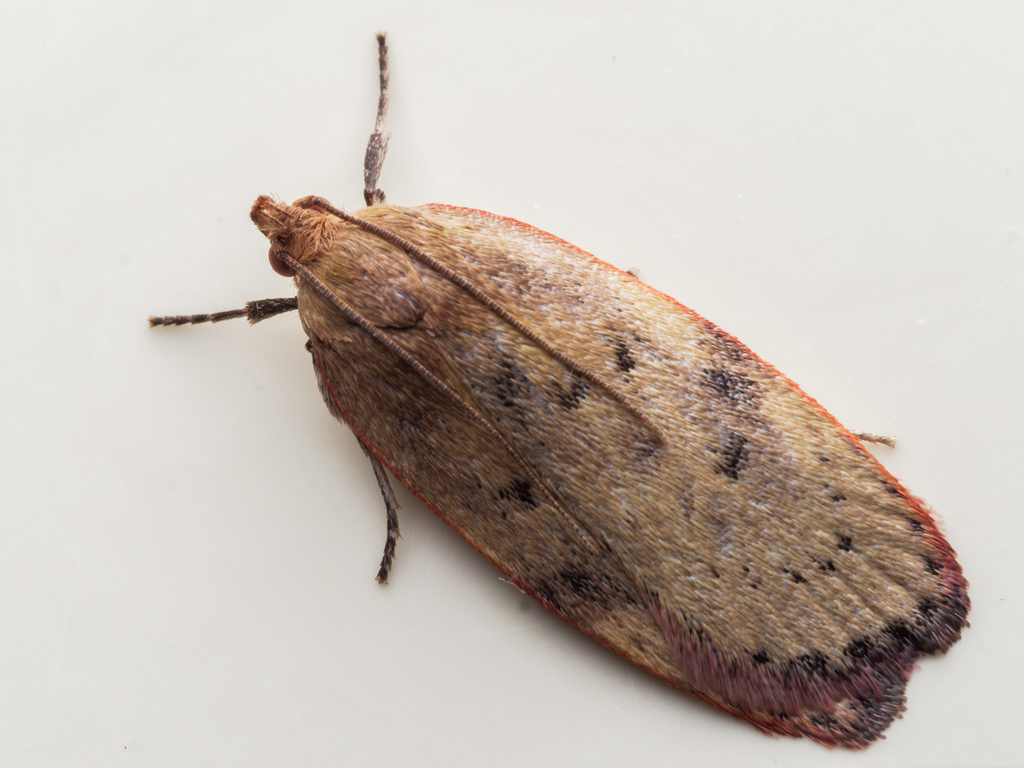 Phaeosaces coarctatella