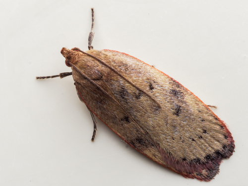 Phaeosaces coarctatella (Walker, 1864)