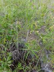 Salix caroliniana