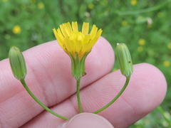 Crepis pulchra