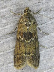 Ancylosis undulatella