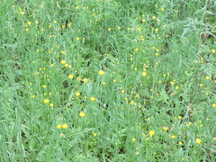 Crepis pulchra