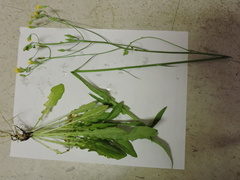 Crepis pulchra