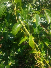 Mandevilla veraguasensis