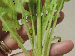Crepis pulchra