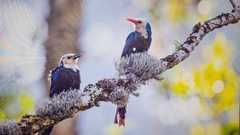 White-Headed Woodhoopoe photo 4