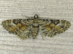 Eupithecia anticaria