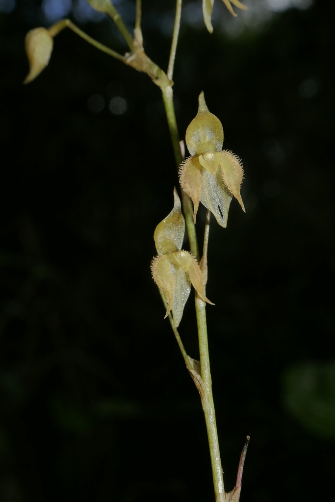 Pleurothallis lopezii