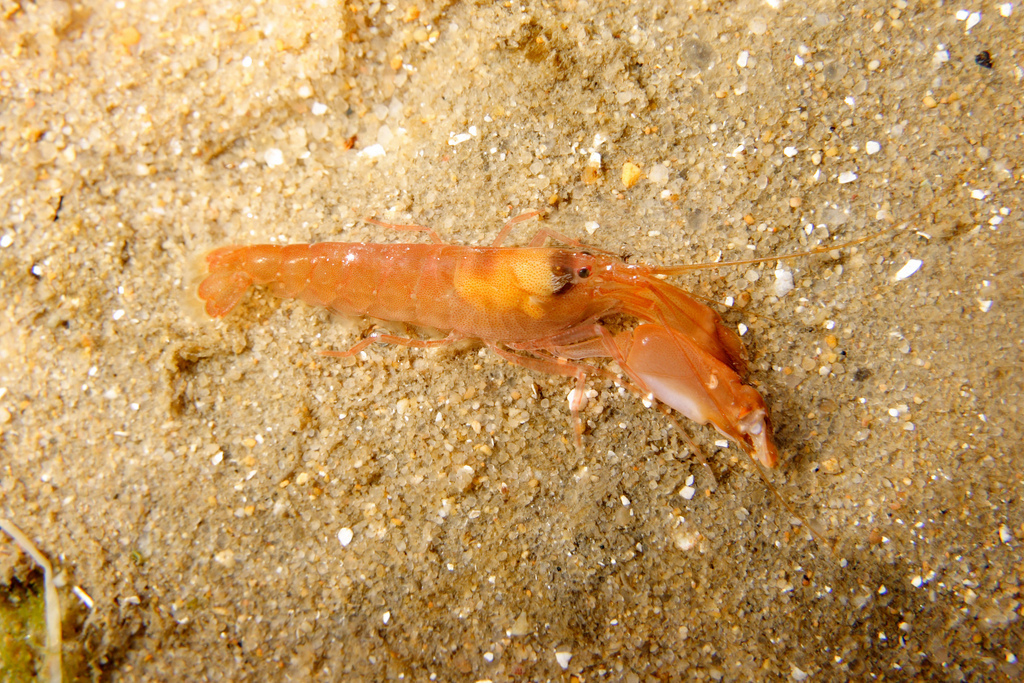 Alpheus macrocheles