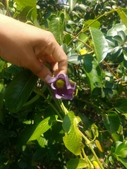 Mandevilla veraguasensis