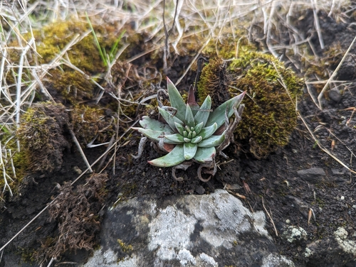 Dudleya abramsii