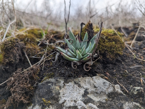 Dudleya abramsii