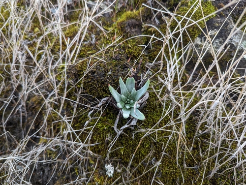 Dudleya abramsii