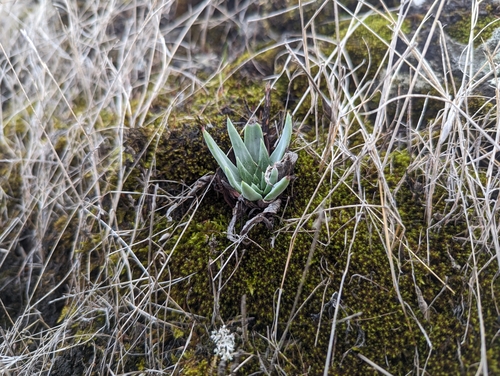 Dudleya abramsii