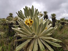 Espeletia pycnophylla