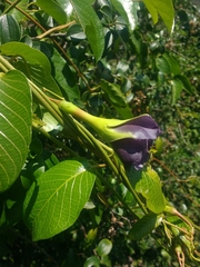 Mandevilla veraguasensis