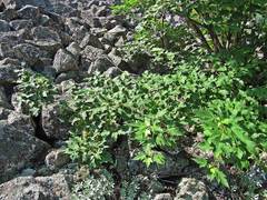 Acer ukurunduense