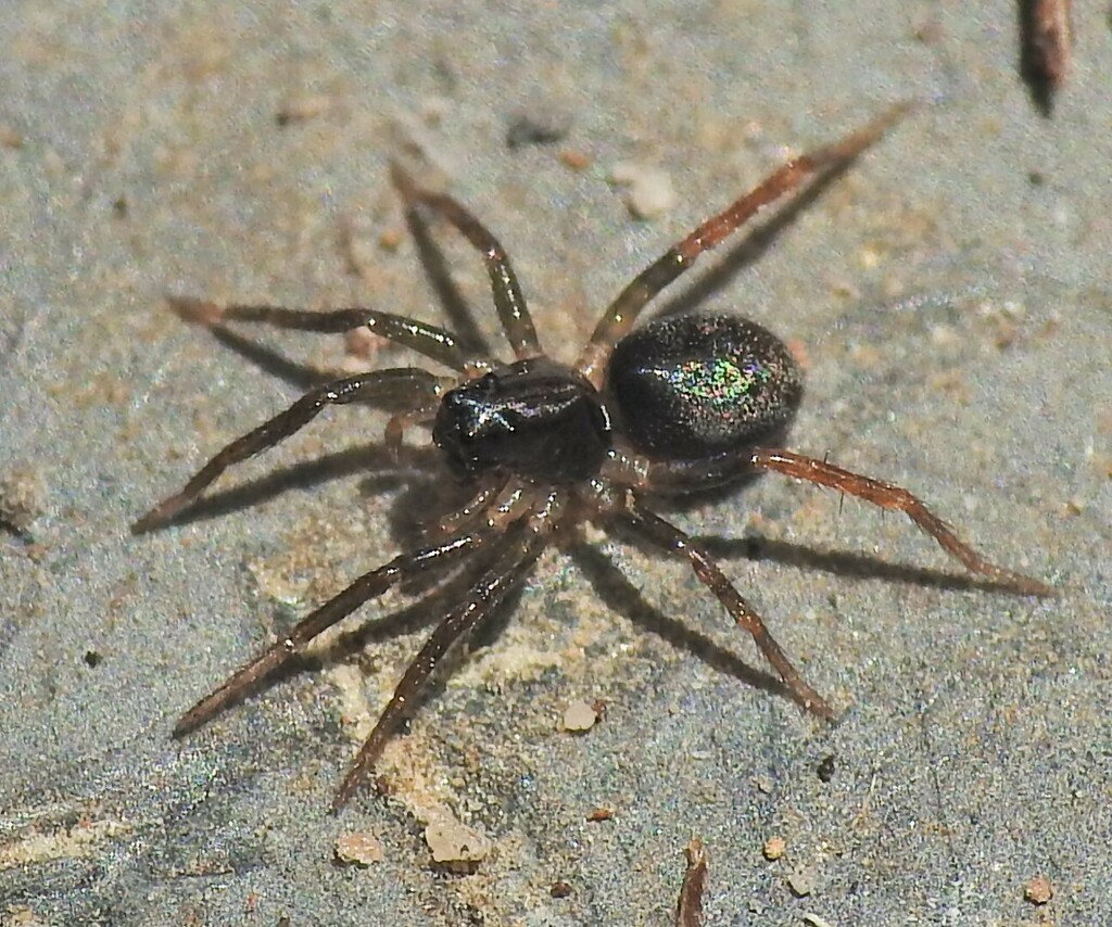 Wolf Spiders from Tiaro, Queensland, Australia on December 20, 2023 at