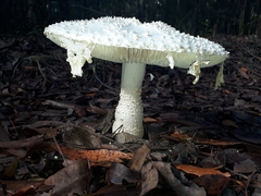 Amanita pyramidifera