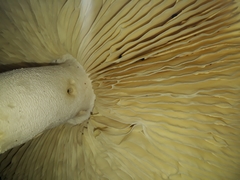 Amanita pyramidifera