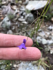 Neogaerrhinum strictum