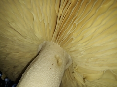Amanita pyramidifera