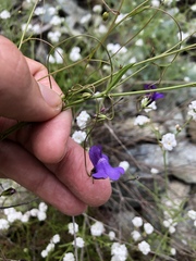 Neogaerrhinum strictum