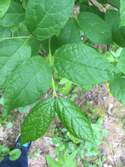 Calycanthus floridus
